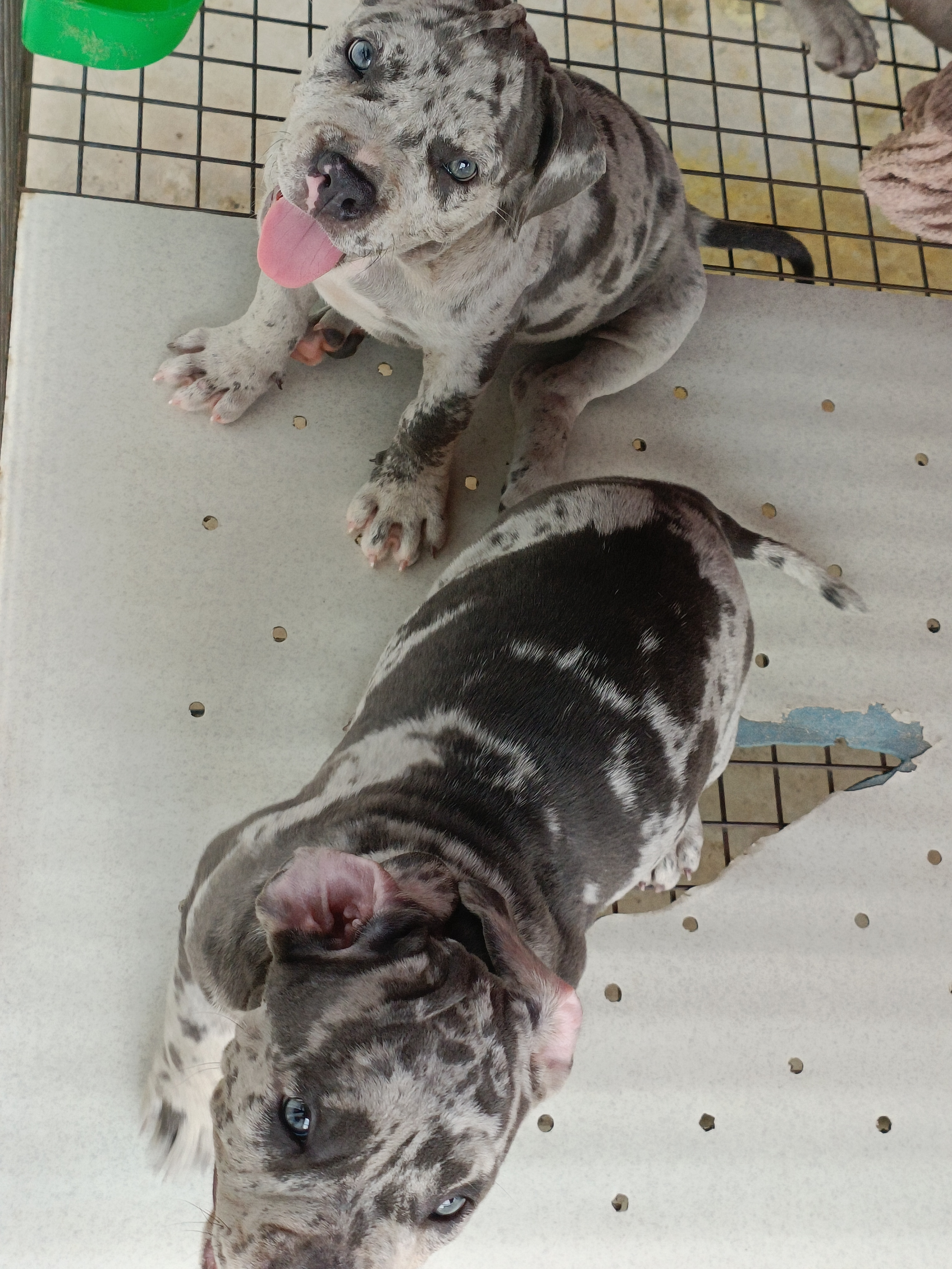恶霸犬  陨石色大体  公母都有…